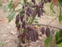 /album/fotogaleria/planta-de-cacao-jpg/